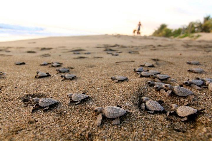 Coco Loco Eco-Resort Gemastepe Luaran gambar